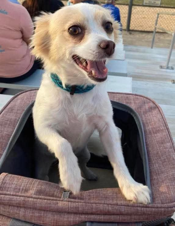All Inclusive Pet Backpack